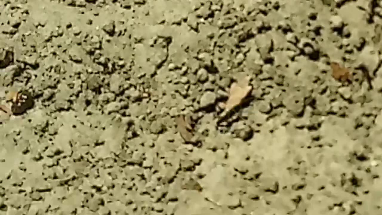 Killing The Enemy!!!