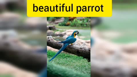 Beautiful parrot in the world | beautiful parrot