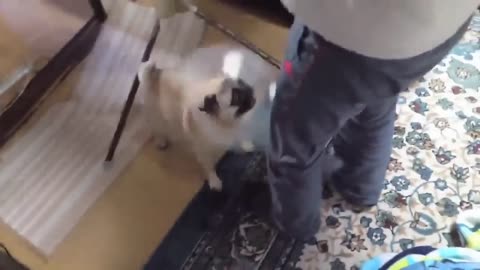 Funny Moment of Dog