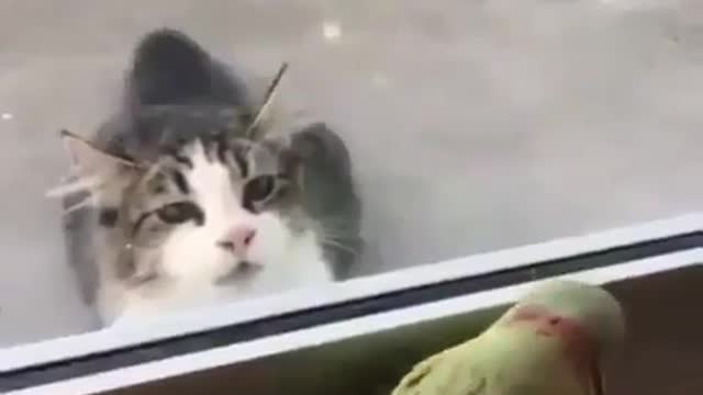 Cute and Funny Parrots Annoying Cats Compilation 2021 || NEW HD Cat fun