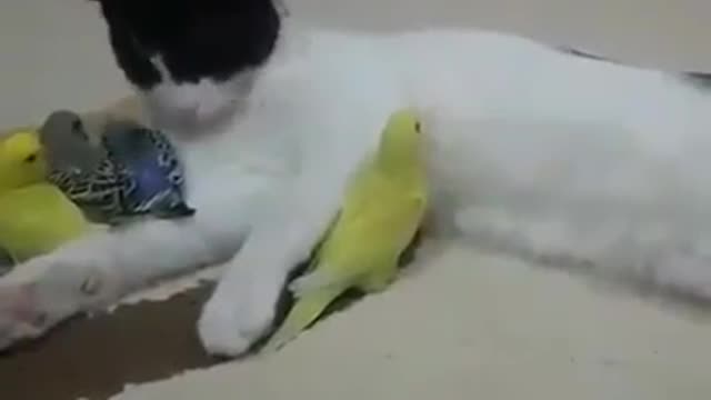 The love of this cat for parrots are unimaginable.