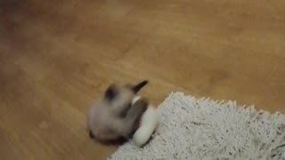 Kitten plays with a teddy bear