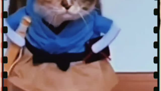 Funny cat video