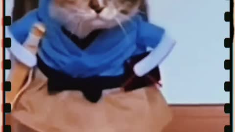 Funny cat video