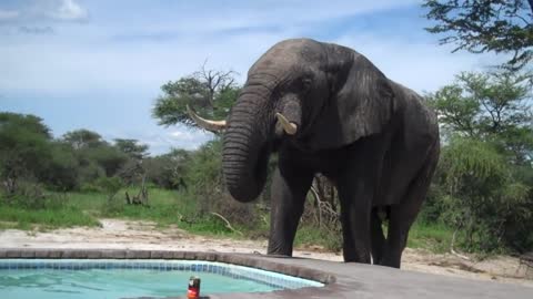 Elephant crashes