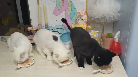 Cat's Eating Show