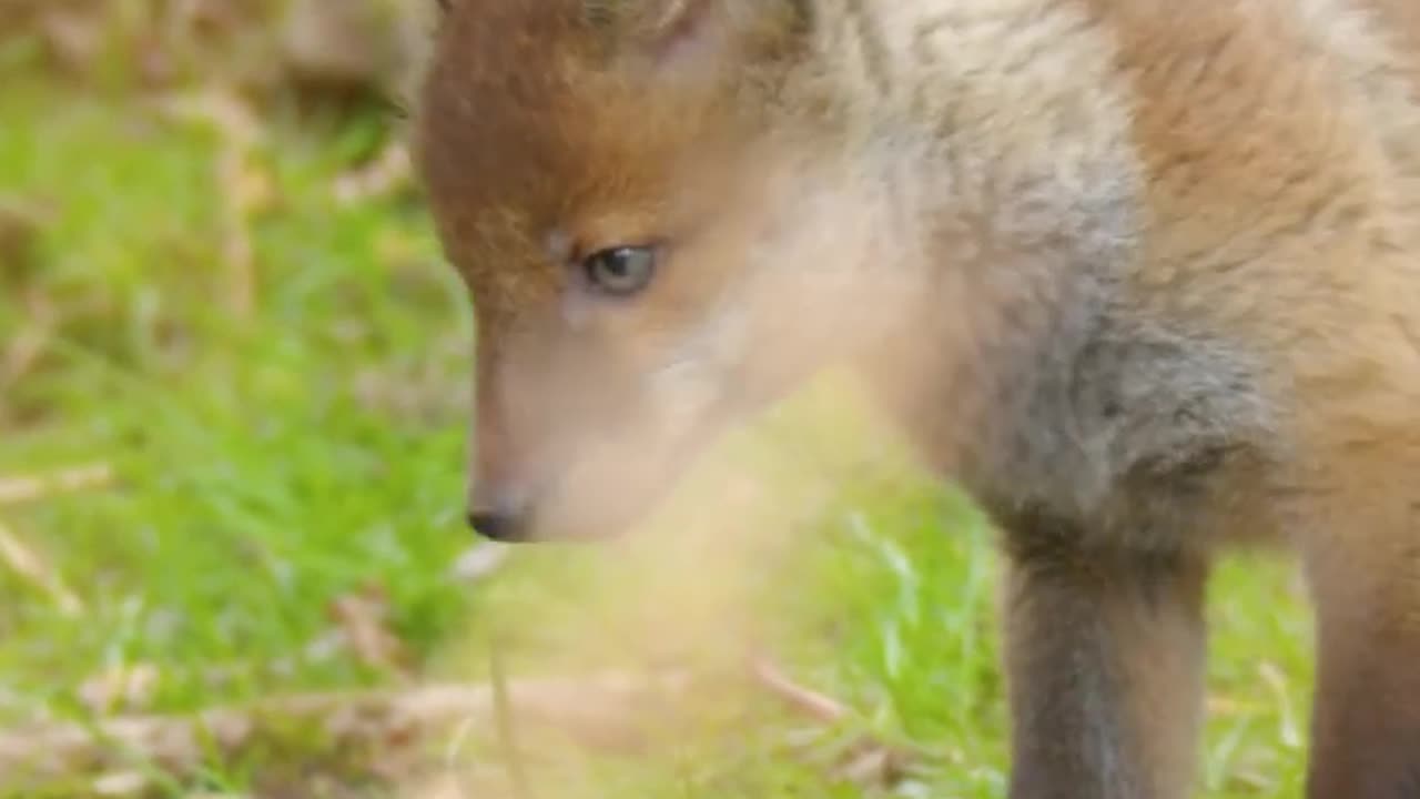 Baby foxes game