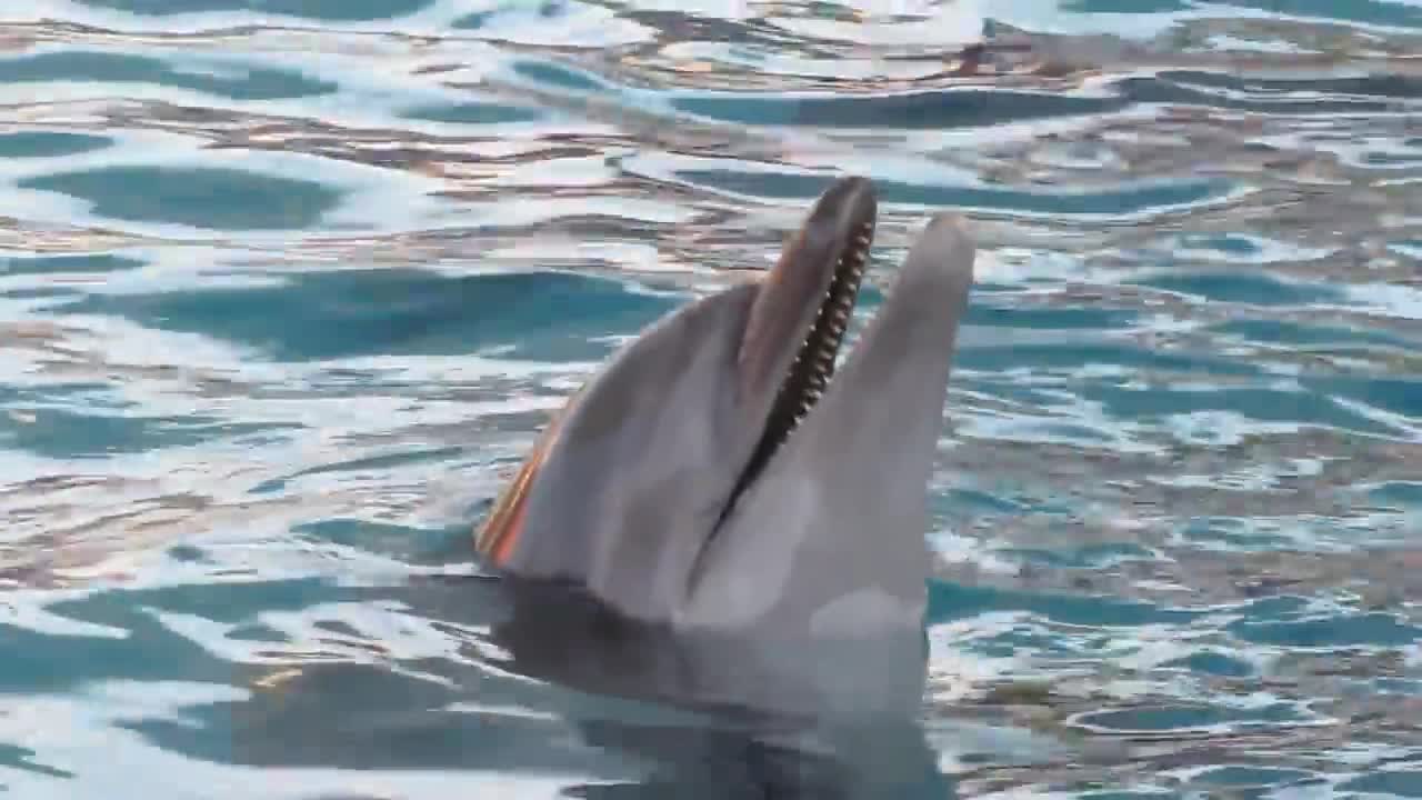 Dolphin Chan Chan sings for the public. We loved it