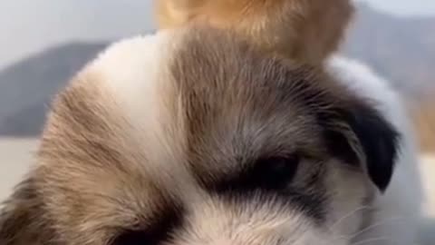 Cute and funny dogs videos