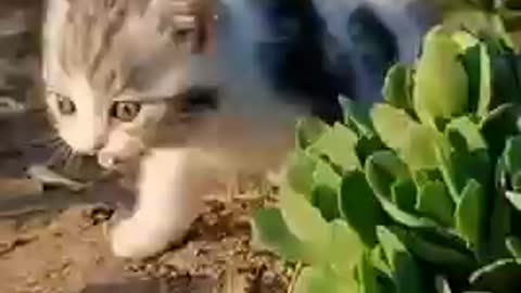 Baby dog and cat video