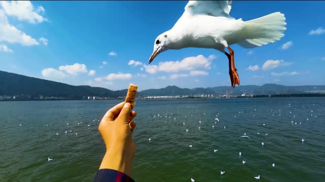 Seagulls eat bread out of people's hands