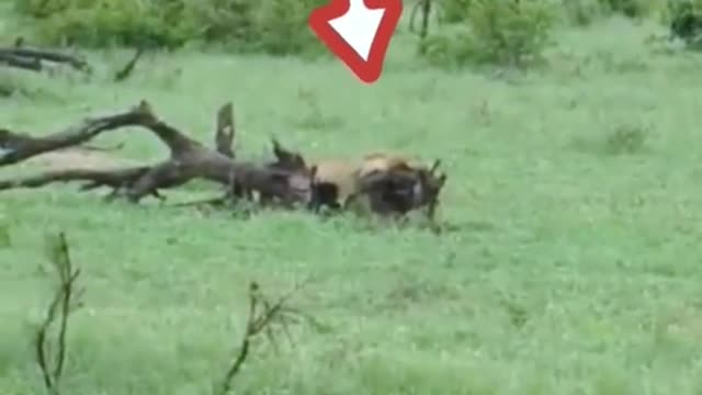 The lion, strong, just captures his prey and pushes it over