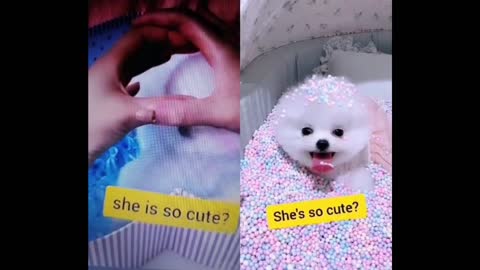 cute dog videos