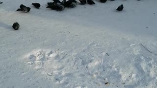 Winter is outside and people feed pigeons.