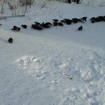 Winter is outside and people feed pigeons.