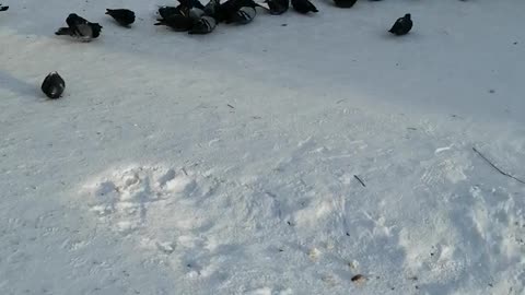 Winter is outside and people feed pigeons.