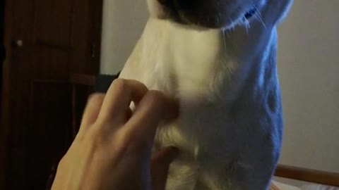 White dog moves owners hand to keep being pet