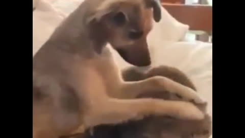 When your dog first caresses the cat