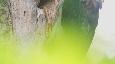 Barbet feeding his chick