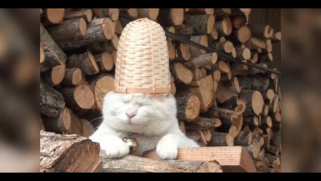 The cat having a nap was put on a hat