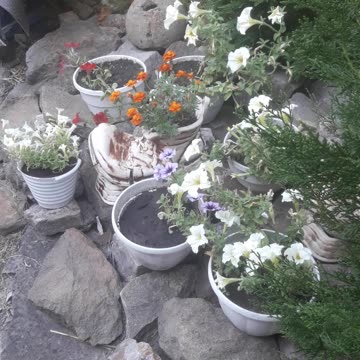 Petunia and the Alpine slide