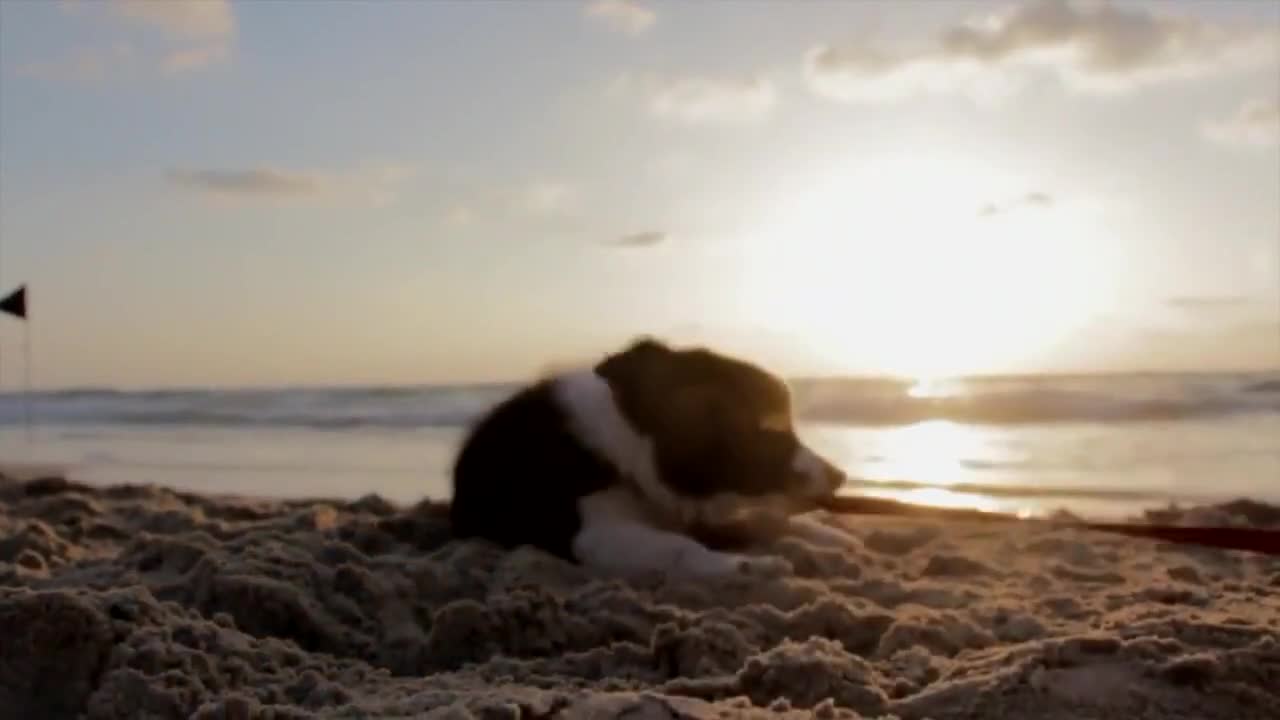 Dog stick video