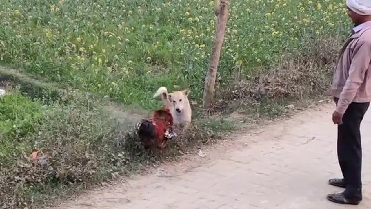 This Pitbull Dog Messed With The Wrong Bull