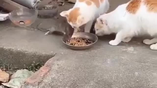 Baby Cats - Cute and Funny Cat Videos Compilation #34 | Aww Animals