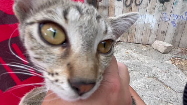 Petting a street cat