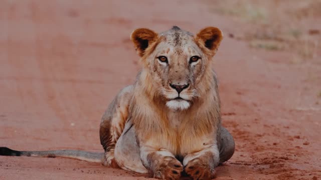 शेर आराम कर रहा है | Lion Resting in Road