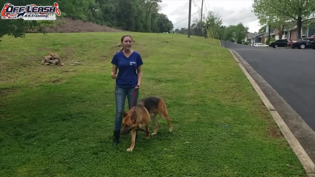 Chewy 8 Month Old German Shepherd dog training