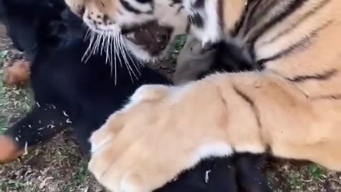 Kenzo the Tiger playing with a Puppy