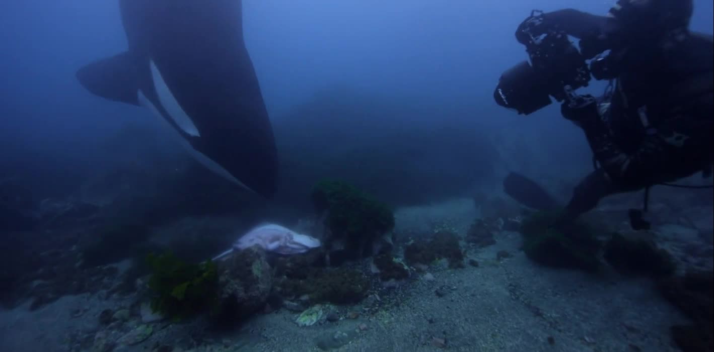 structural changes to adapt to underwater life