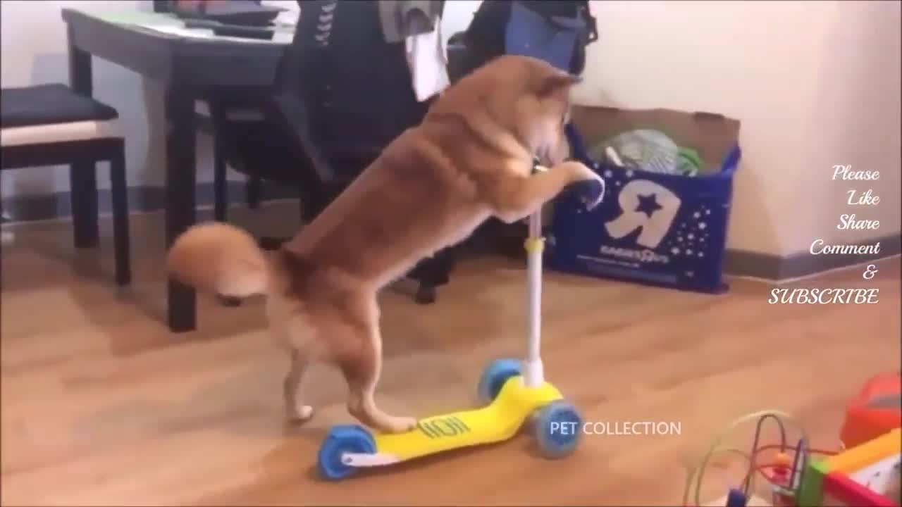 Funny dog 🐶 video 2021