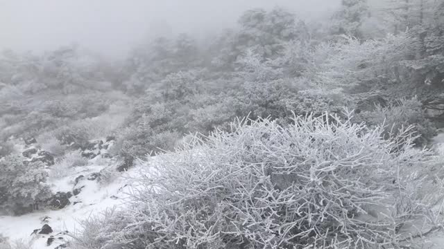 Hallasan Snow Flower View