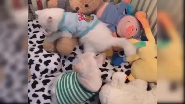 Baby Cats - Cute and Funny Cat Videos Compilation #13 | Aww Animals