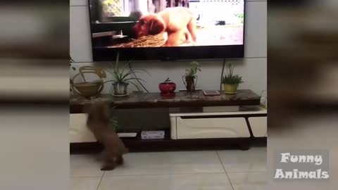 😍Cute and funny Dog 😂😍 Wants to play with a dog in TV😍