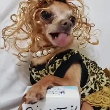 this puppy needs a lot of rivotril..crazy dog!