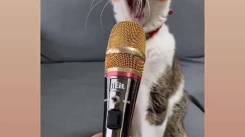 Singing for cat 🤔😳🤯