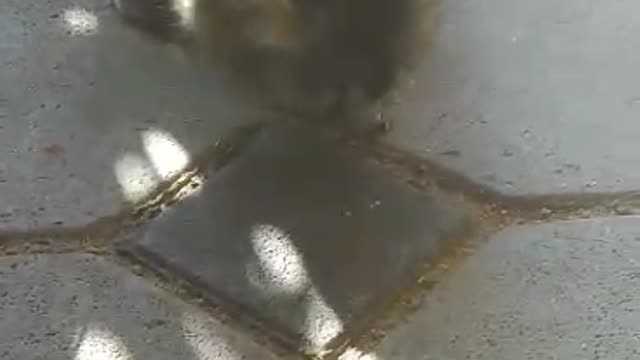 Cat eating snake