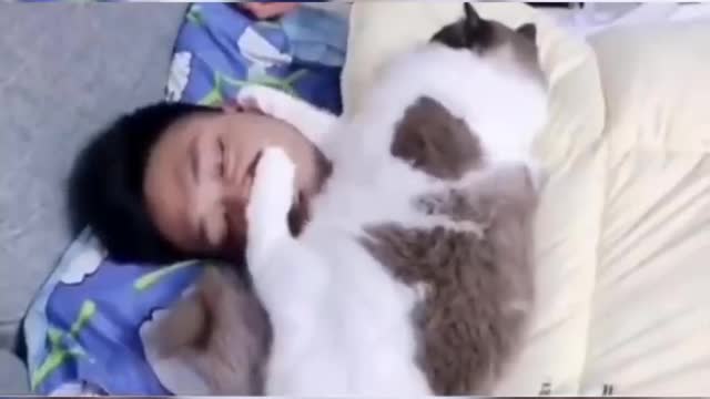 Funniest cat videos #135 - HILARIOUS!