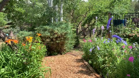 Delphinium & Friends