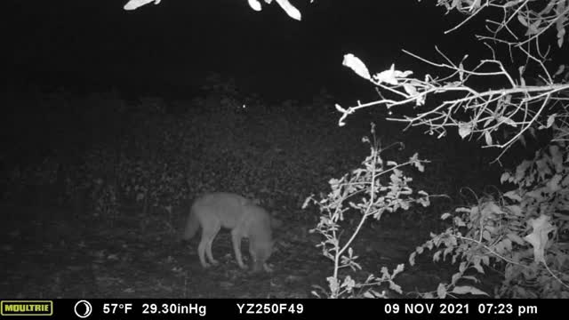 Coyotes Like Eating Pumpkin