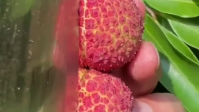 Fruits Video Farm Fresh Ninja Fruit Cutting Satisfying Fruit | Amazing Fruits Video #fruits #short