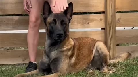 (READ DESCRIPTION BEFORE COMMENTING, I would Never drug my dogs) #belgianmalinois #dog #jackharris