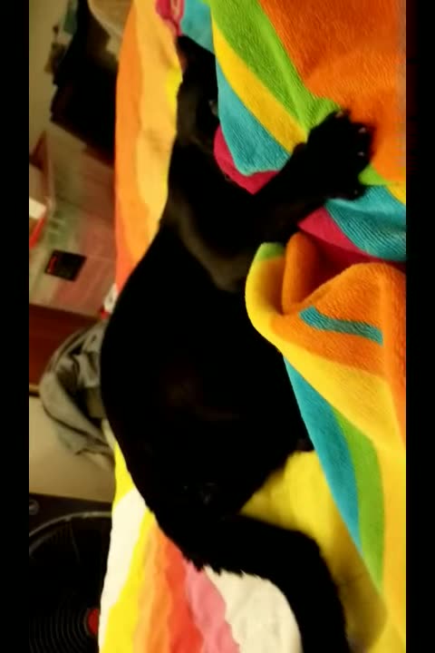 20240323 221537 Tux Toweled Foot Wrestling