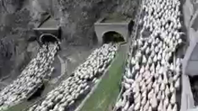 An offense for sheep 😜
