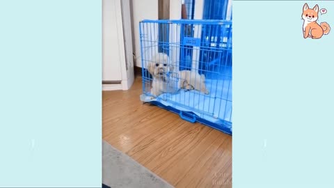 99.9 % Fail at this Try Not To Laugh Funny Dog Video Compilation | Funny Pet Videos