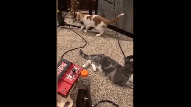 Cute and Baby Cats Video Compilation -1