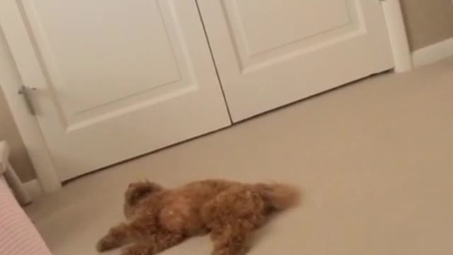 Dog has silly nighttime routine